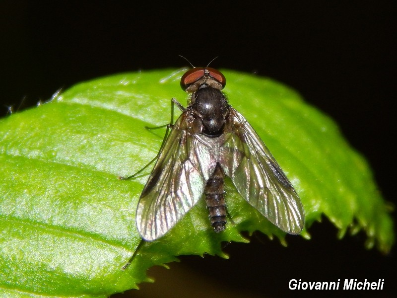 Chrysopilus sp. (Rhagionidae)